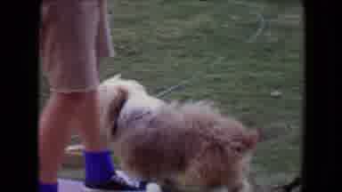 Tucson Arizona USA (1967): A Kid Is Playing With A Dog Outside In The Yard