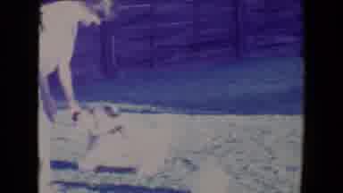 Tucson Arizona USA (1967): Woman Outside Playing With A Energetic Small Pet Dog
