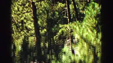 Yellowstone Wyoming USA (1967): Tall Trees In Nature