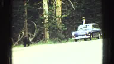 Yellowstone Wyoming USA (1967): Black Bear Walks On Highway Near Black Car On A