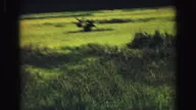 Yellowstone Wyoming USA (1967): Two Moose In A Green Field Walking And Looking