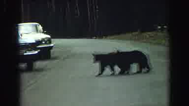Yellowstone Wyoming USA (1967): Moose Stay In The Grass As Bears Check Out The