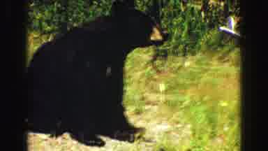 Yellowstone Wyoming USA (1967): Two Black Medium Sized Bears Resting In Grass