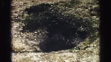 Yellowstone Wyoming USA (1967): A Video Of Geysers Erupting In A Park With Steam