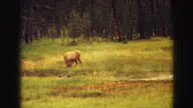 Yellowstone Wyoming USA (1967): A Buck Is Shot By A Camera Recording From Inside A