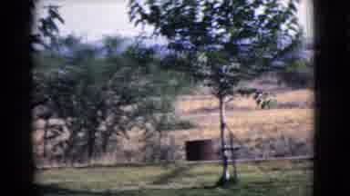 Cottonwood Arizona (1968): Larger And Smaller And Bushy Trees Bordering Large