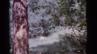 Cottonwood Arizona (1968): Boy Is Swinging On A Rope Swing Hanging From A Big Tree