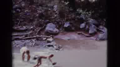 Cottonwood Arizona (1968): Shirtless Teenagers Or Young Men Splash Around In