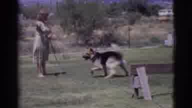 Cottonwood Arizona (1968): Hilarious Large German Shepherd Chasing A Stream Of