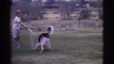 Cottonwood Arizona (1968): Young Boy Spraying Water Out Of A Garden Hose To Let