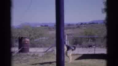 Cottonwood Arizona (1968): German Shepherd Dog Plays And Drinks From Water