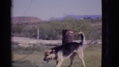 Cottonwood Arizona (1968): Dog Drinking From The Sprinkler