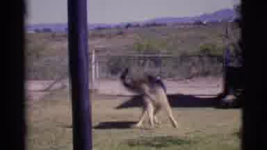 Cottonwood Arizona (1968): Dog Running Around A Sprinkler Outside In The Sun