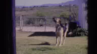 Cottonwood Arizona (1968): Dog Biting Water