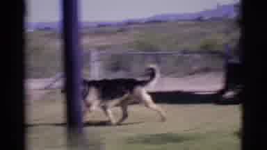 Cottonwood Arizona (1968): A German Shepherd Barks And Runs Through A Sprinkler In
