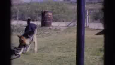 Cottonwood Arizona (1968): A Shepherd Dog Is Playful Mood In Running In Garden