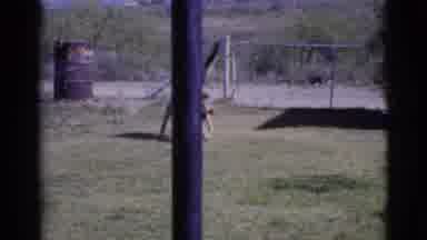 Cottonwood Arizona (1968): Dog Outside On A Sunny Day Drinking Water From