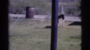 Cottonwood Arizona (1968): A German Shepherd Dog Plays With The Water From A