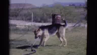 Cottonwood Arizona (1968): German Shepherd Dog Drinks From Lawn Sprinkler On A