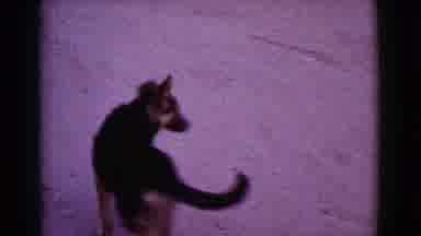 Cottonwood Arizona (1968): Dog Running On The Shore At Sunset With His Boy