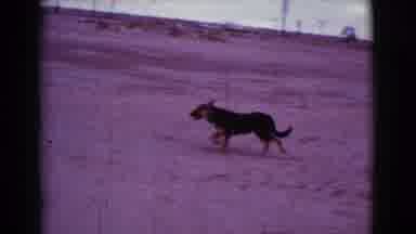 Cottonwood Arizona (1968): German Shepherd Running Around On Beach And Near Water