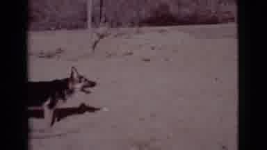 Cottonwood Arizona (1968): Man Playing With His Dog Outside His Residence On A