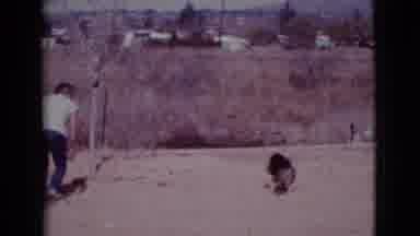 Cottonwood Arizona (1968): Happy German Shepherd Dog Runs Around As The Man Tries