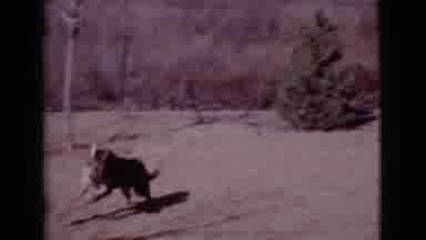 Cottonwood Arizona (1968): A Man With Cloth In His Hand Is Playing With His Dog