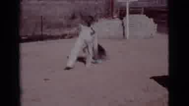 Cottonwood Arizona (1968): A Man And His German Shepherd Dog Outside In A Yard
