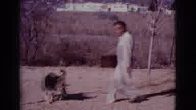 Cottonwood Arizona (1968): Hilarious Energetic Large Breed Pet Dog Stealing A Teal