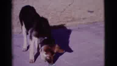 Cottonwood Arizona (1968): German Shepherd Plays With And Eats Something Off Of
