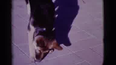 Cottonwood Arizona (1968): A Dog In A Sunny Day Eating Something With His Shadow