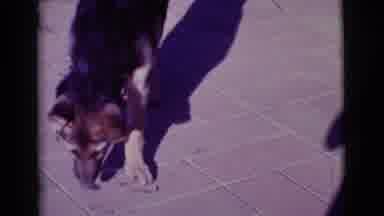 Cottonwood Arizona (1968): A View Of A Small Dog Eating On The Sidewalk Followed