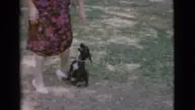 Cottonwood Arizona (1968): Vintage Tape Of Young Black Puppy Wanting Attention Of