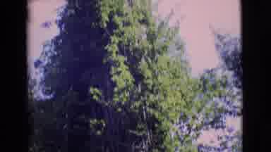 San Diego County California (1968): View Of A Large Century-Old Tree In An Area Of