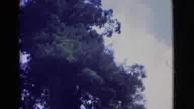 San Diego County California (1968): Person Posing In A Forest In Front Of A