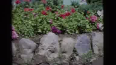 San Diego County California (1968): Panoramic Video Of Assorted Colored Flowers In