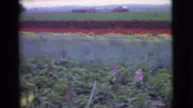 San Diego County California (1968): Old Film Panoramic Of Wild Flowers Near