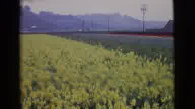 San Diego County California (1968): No People No Action Flowers Field Village