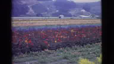 San Diego County California (1968): Panning Across A Field Of Beautiful Flowers