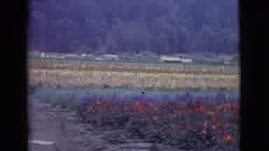 San Diego County California (1968): Rural Area Covered By Flowers Of Various