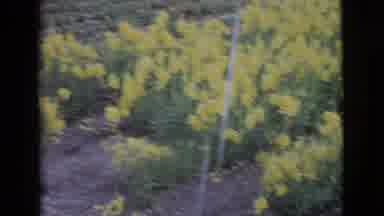 San Diego County California (1968): Area With Many Flowers Of Various Colors In A