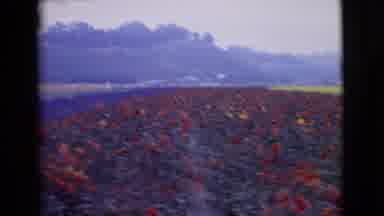 San Diego County California (1968): There Are Long Fields Of Flowers They Are