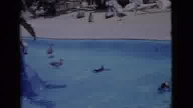 San Diego County California (1968): Adorable Colony Of Penguins In A Enclosure At