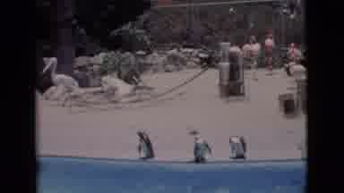 San Diego County California (1968): Footage Of Three Penguins Waddling Down To The