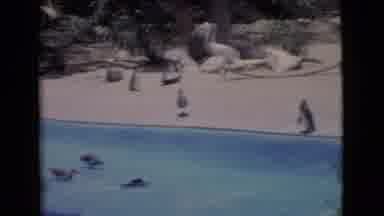 San Diego County California (1968): Penguins In Pool With Storks And Birds On Side