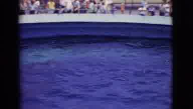 San Diego County California (1968): Dolphins Swimming In An Aquarium Entertain