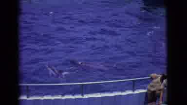 San Diego County California (1968): View Of Whale Diving Underwater On A Bright