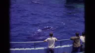 San Diego County California (1968): Dolphins Playing In Blue Water In Pool While