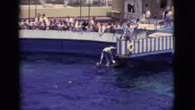 San Diego County California (1968): A Dolphin Is Coming Up To A Trainer At An